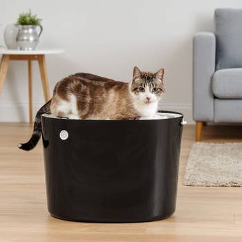 cat sitting on top of a litter box