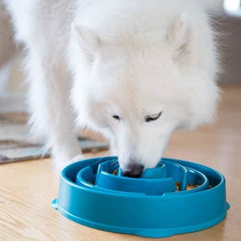 white dog eating food out of a slow feeder dog bowl