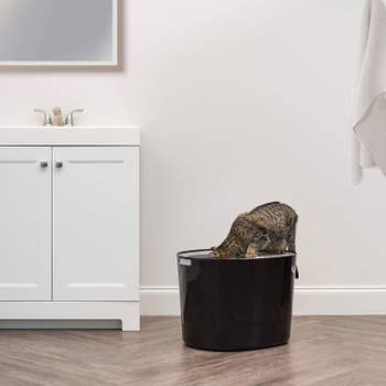 A cat putting their head into a top entry litter box