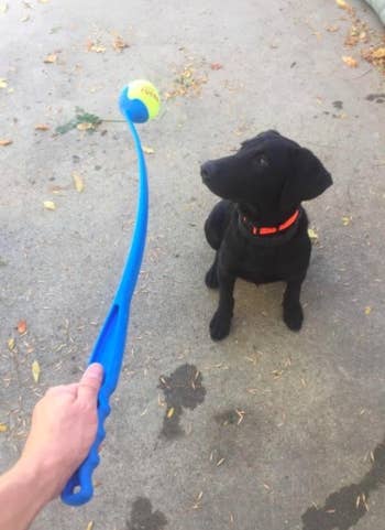 person holding a ball launcher with a dog in the background