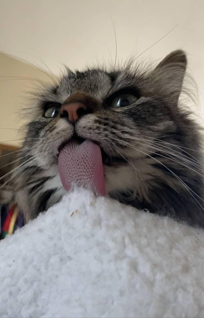 The horrifying thing that is my Cat’s tongue