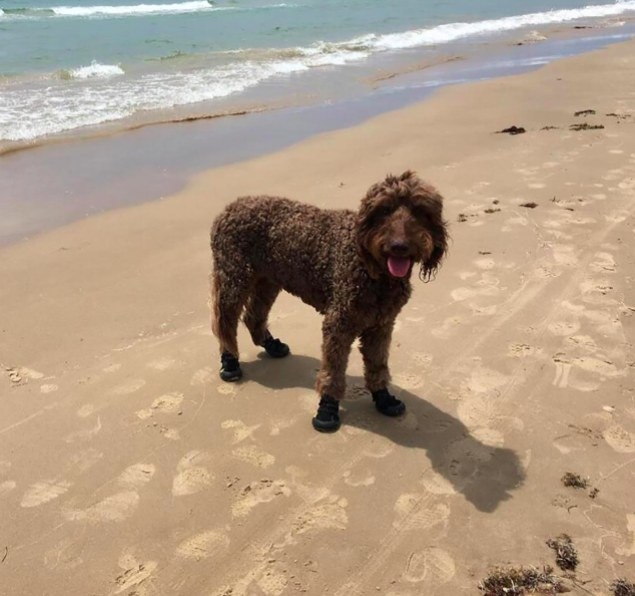 dog wearing dog booties on the beach