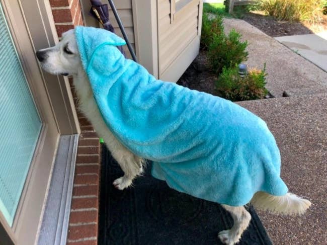 a dog at a door with a blue hooded towel on