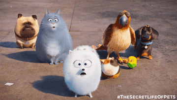 cast of secret life of pets looking shocked