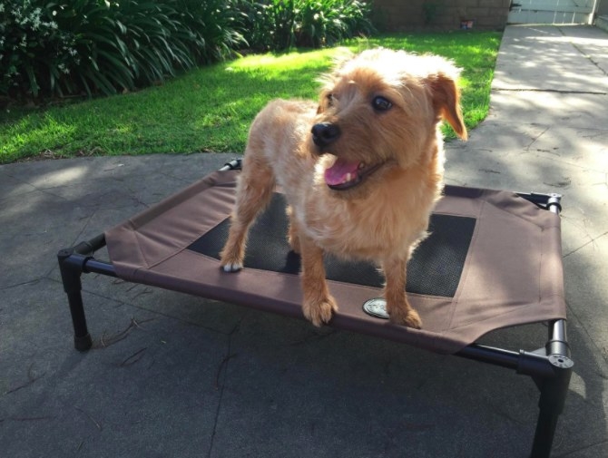 dog sitting on raised pet cot