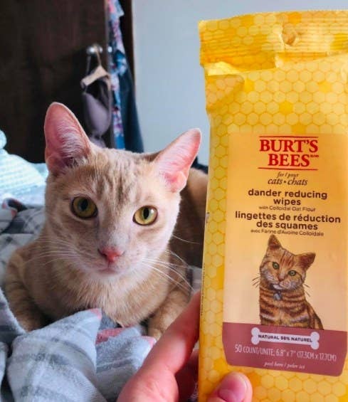 burt's bees dander reducing wipes in foreground with cat in the background
