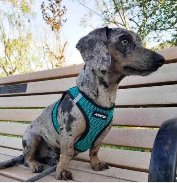 dachshund wearing a teal harness and sitting on a park bench