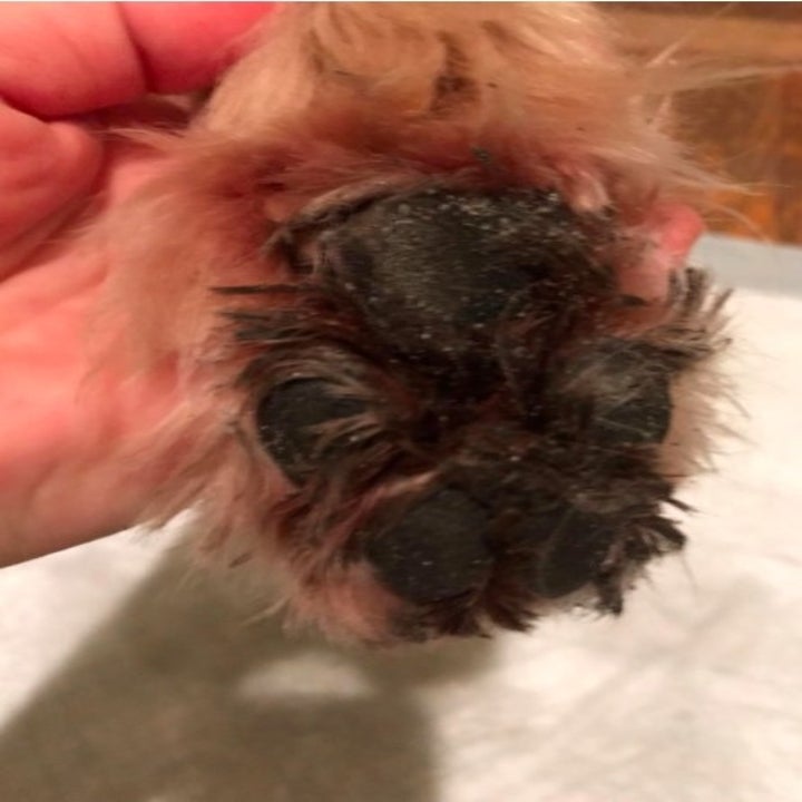 reviewer showing a close up shot of a dirty paw