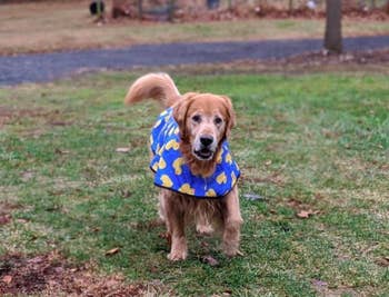 reviewer photo of a dog running and wearing a raincoat with rubber duckies on them