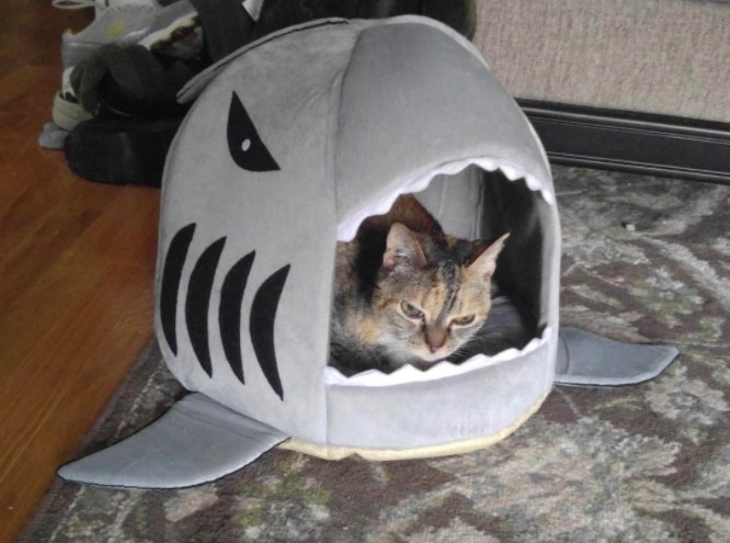 cat sitting in a shark shaped bed