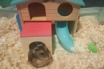 a hamster in a hamster house