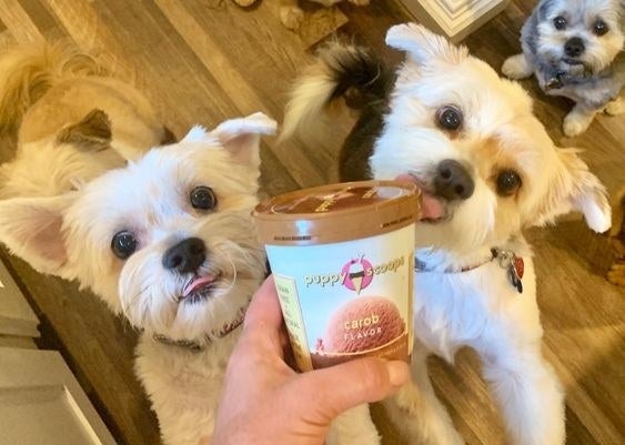 Three dogs jumping excitedly for a carton of dog ice cream