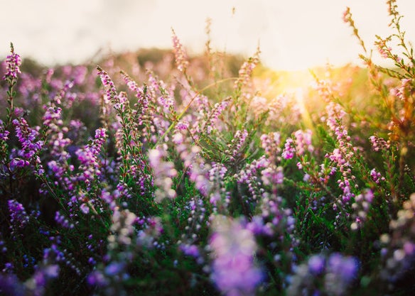 Sunrise over a field of flowers