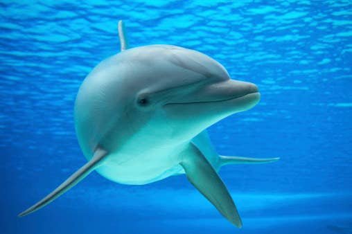 Can You Name These Animals From A To Z