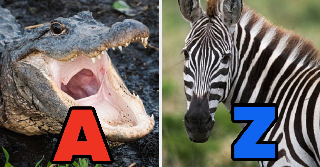 Can You Name These Animals From A To Z?