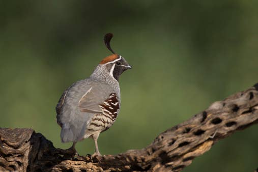 Can You Name These Animals From A To Z