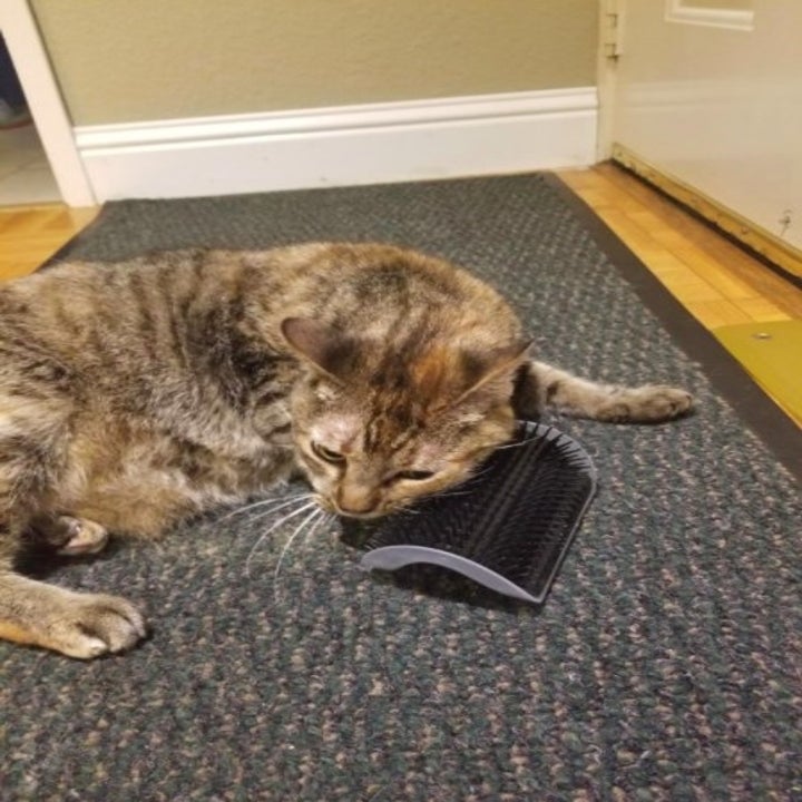 cat using a sef-grooming scratcher on the ground