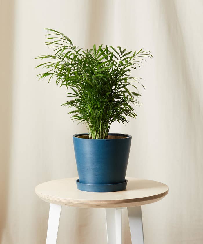 The plant with slim stems and long, thin leaves in a plain blue pot