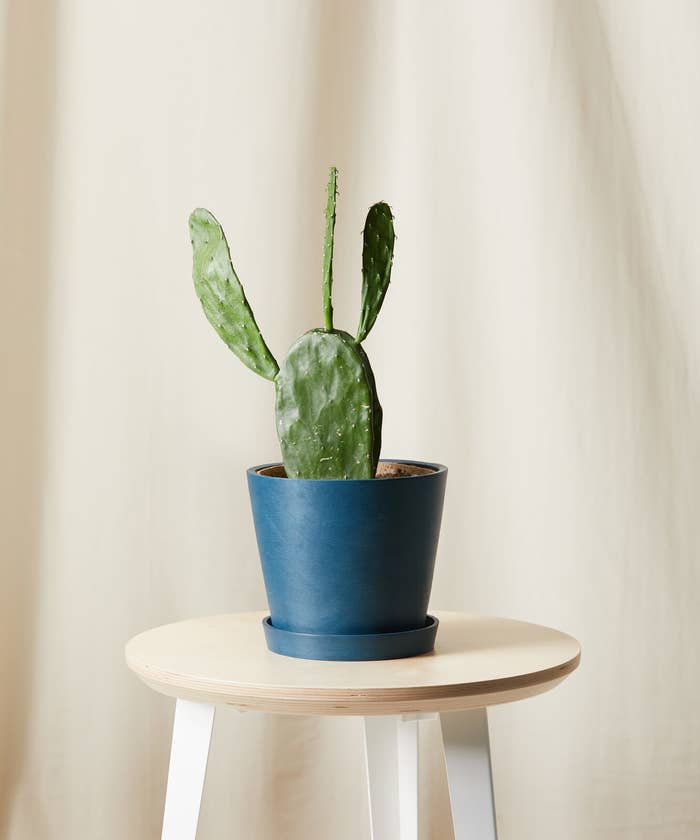 The small cactus with four paddle-like pads growing on top of each other in a blue pot