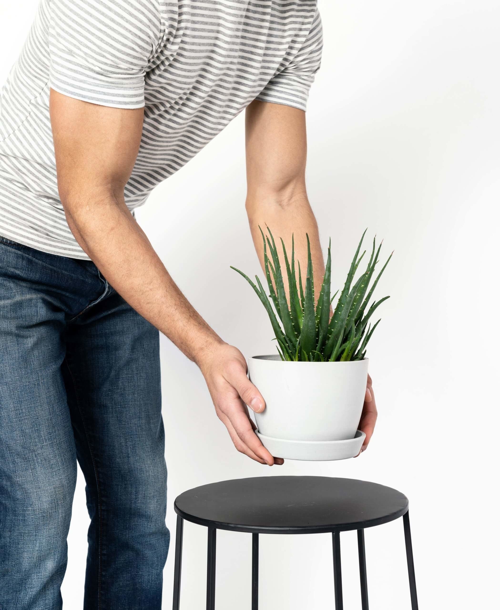 A model holding the small, white pot with the spiky hedgehog aloe in it