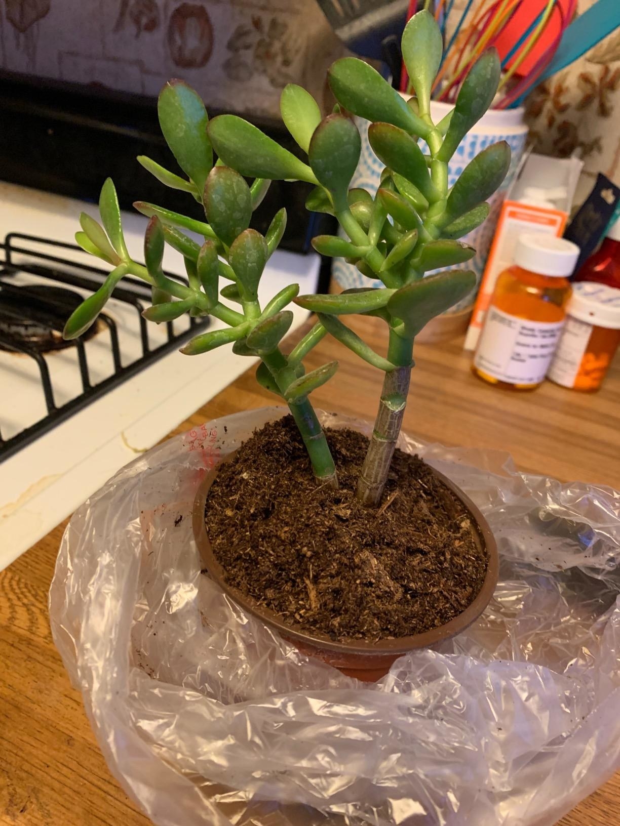 A reviewer showing the jade plant in a pot. The plant has small rubbery-looking leaves