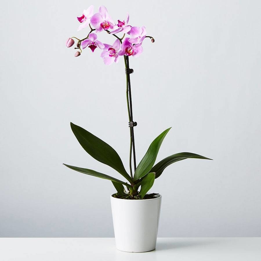 A single stem pink orchid in a slim, white pot