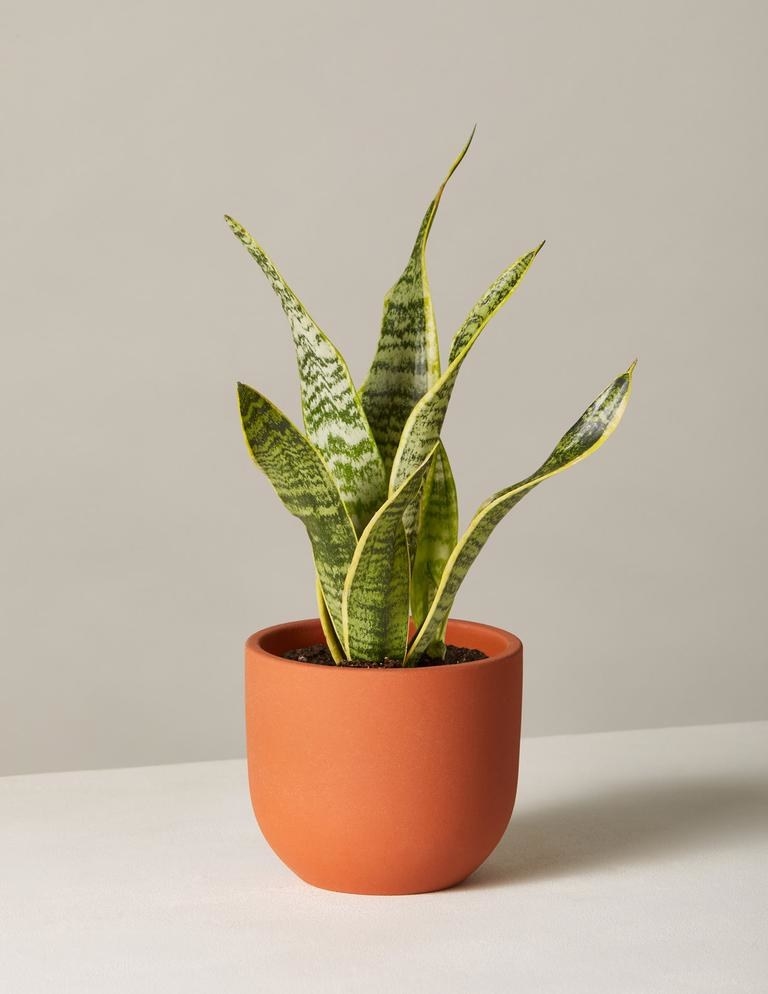 The plant with large, long sword-like leaves with stripes throughout in a teracotta pot