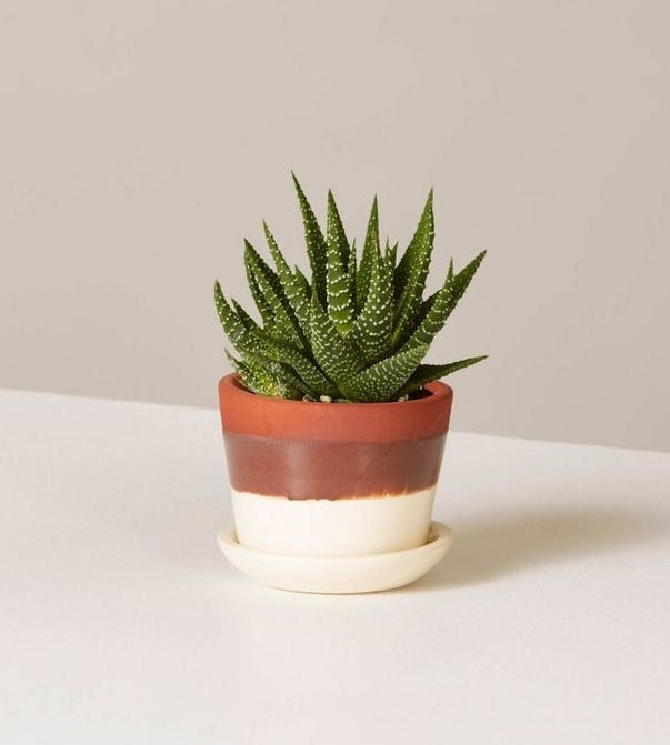 The small succulent with thick, spiky foliage in a striped teracotta and white pot