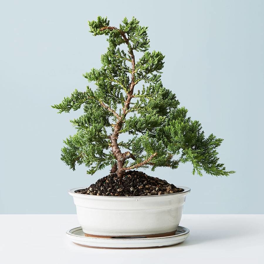 A medium bonsai tree in a wide white-gray pot with dirt