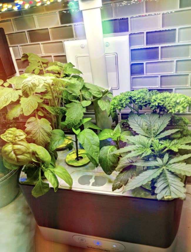 a reviewer's indoor aerogarden filled with grown plants
