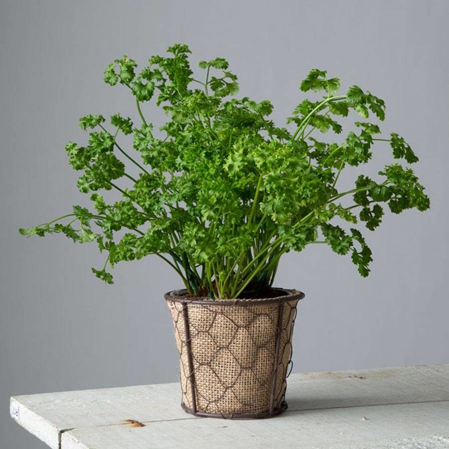 The plant with long skinny stems and parsley florets shooting out in a brown textured, scale patterned pot