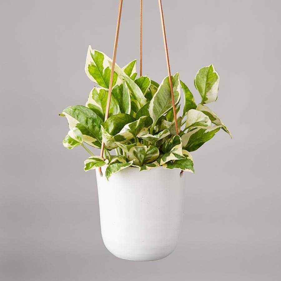 The small plant with large light green leaves in a white, rounded bottom hanging planter