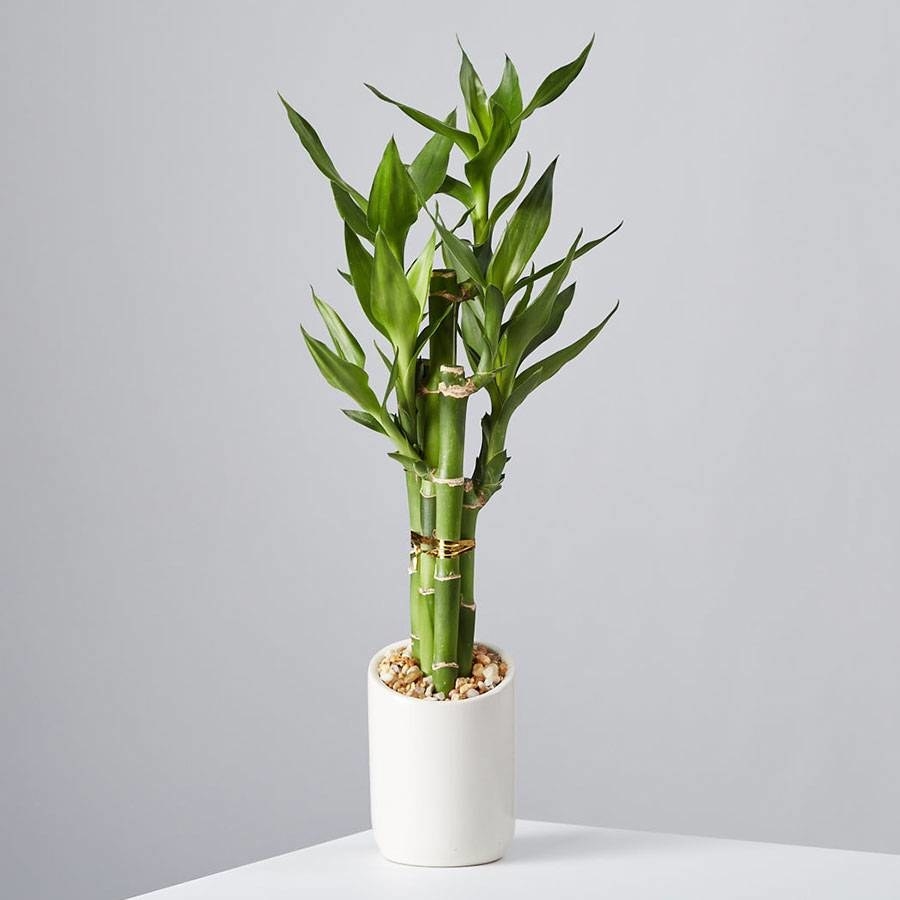The small bamboo plant in a slim, white pot with leaves growing from the shoots