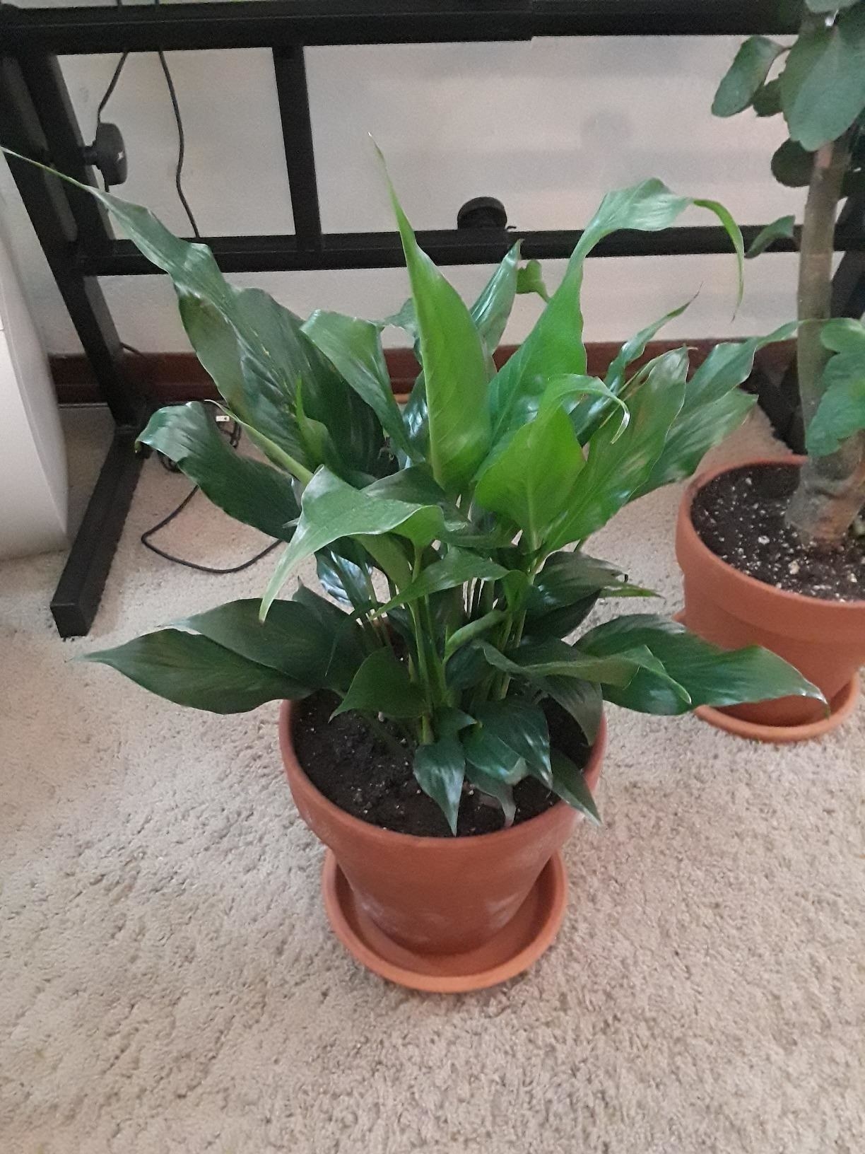 A reviewer showing their plant with large rubbery-looking leaves