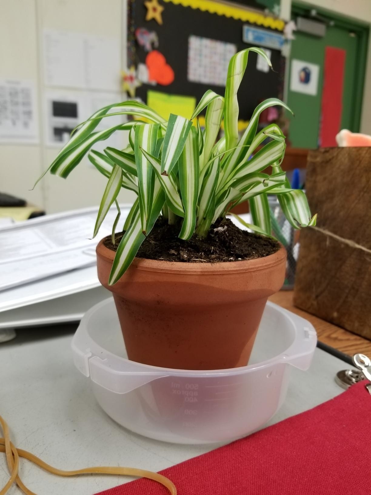 A reviewer showing their small plant with long green leaves