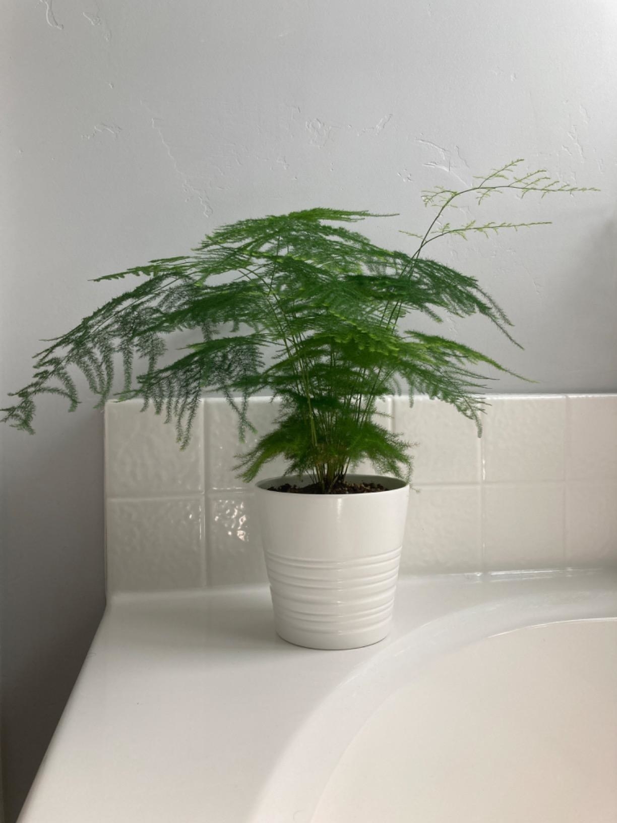 A reviewer showing the fern with super thin, long stems and tiny leaves
