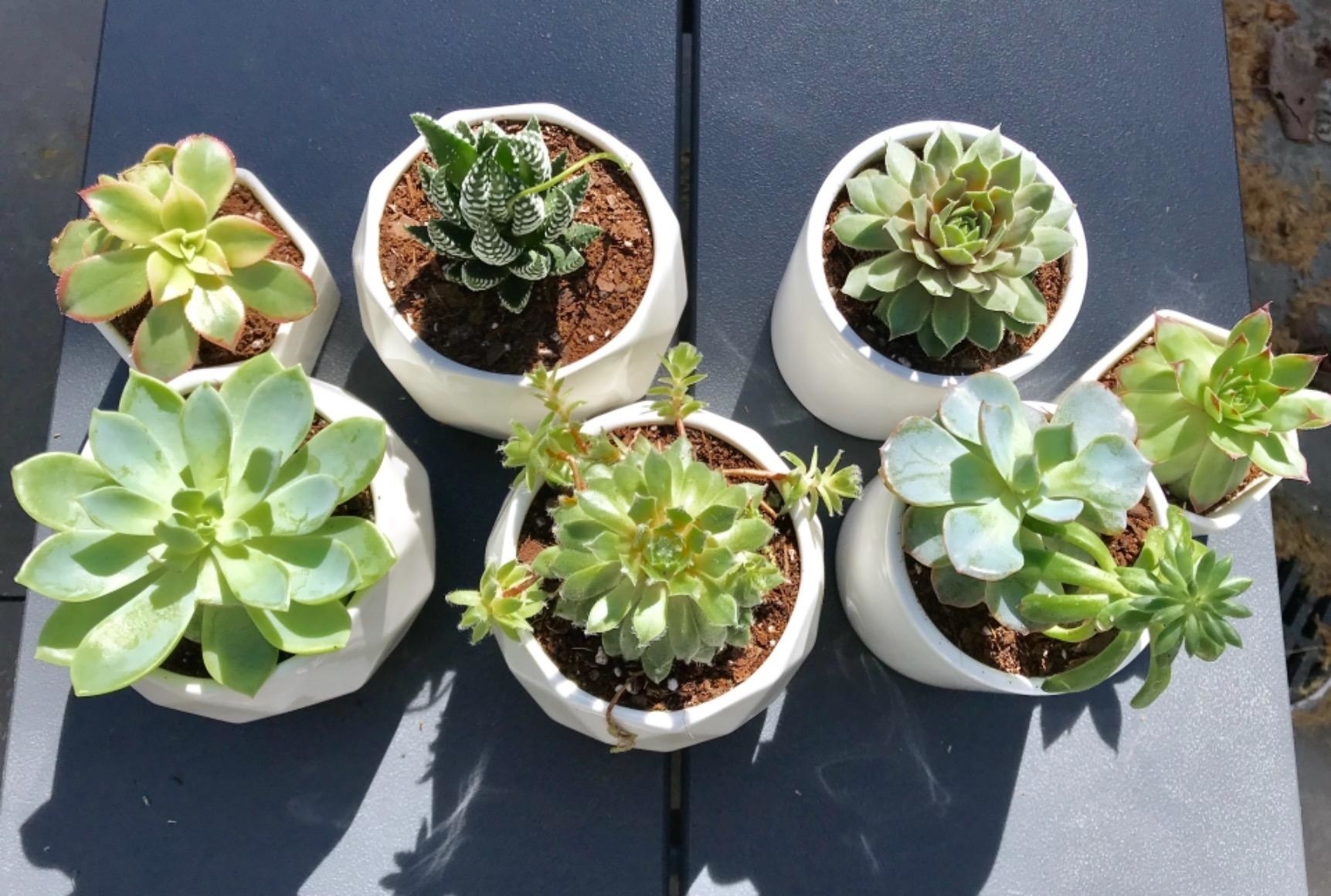 A reviewer showing six small assorted succulents in pots