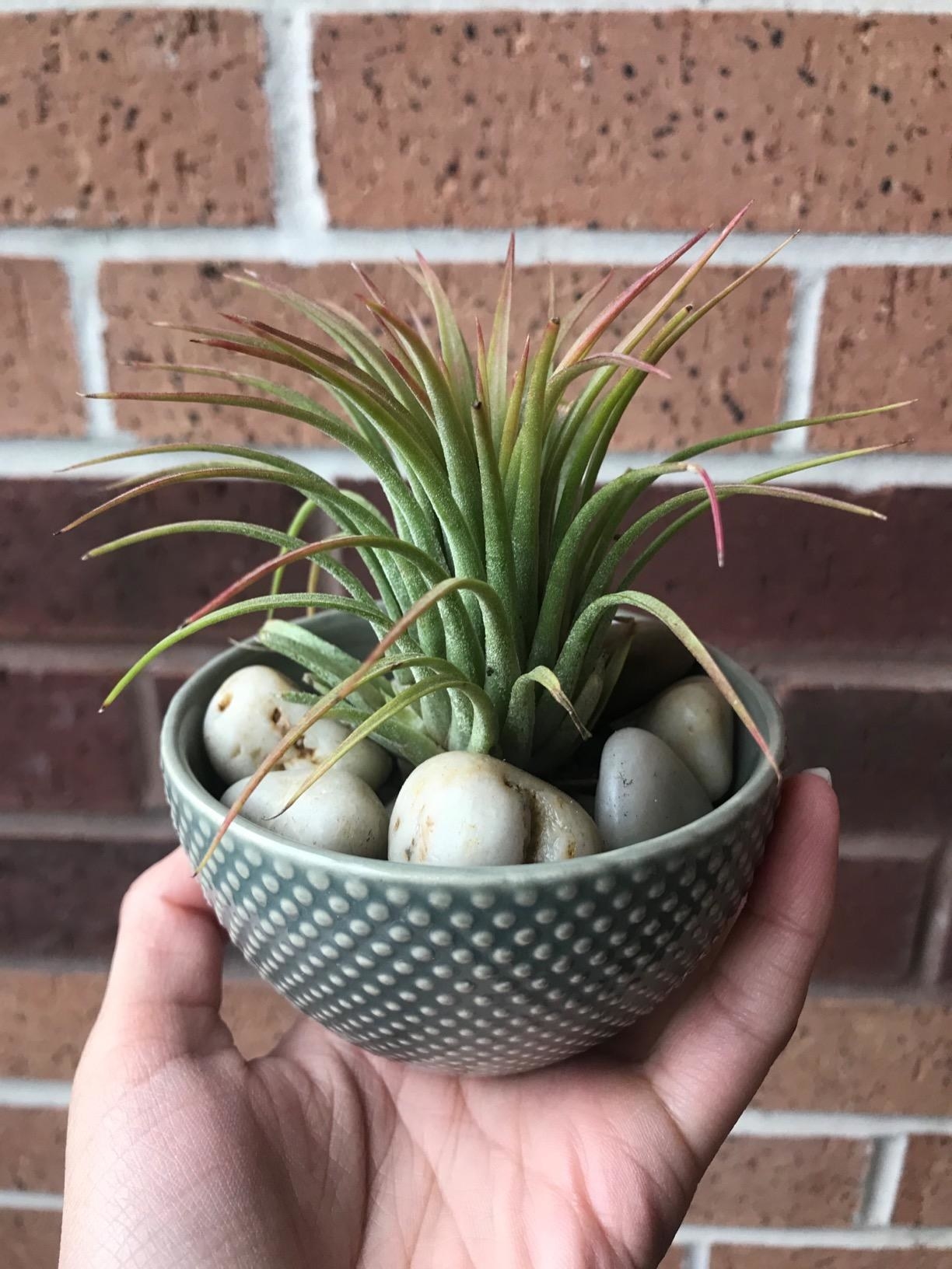 A reviewer holding a tiny potted, spiky air plant the size of their hand