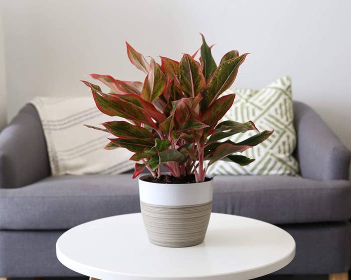 The plant with long reddish-green leaves on a table