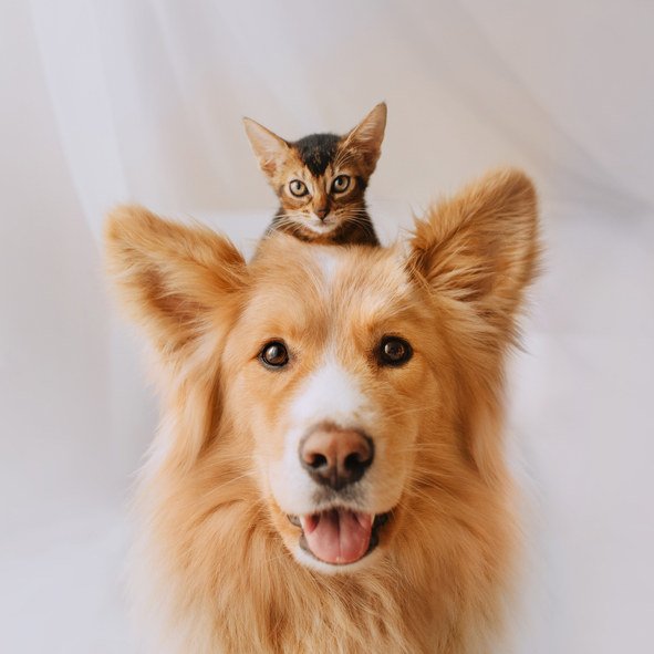 Photo of a happy, mixed breed dog with a kitten on his head.