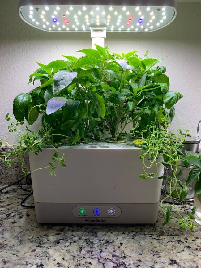 reviewer's white electric planter with various tall herbs growing in it under LED lights