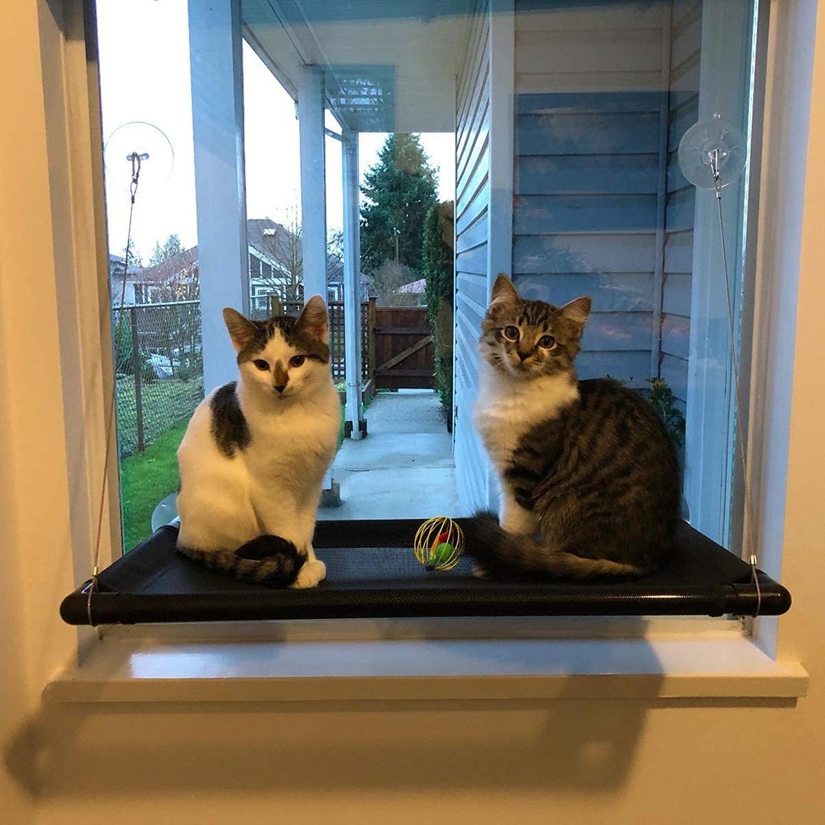 Two kittens on the cat hammock