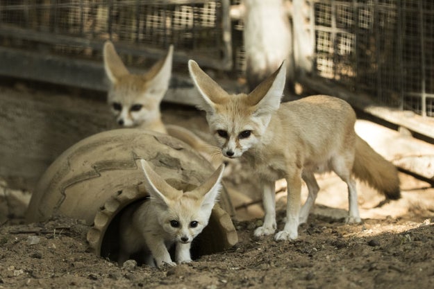 ただただフェネックが可愛いだけの記事です