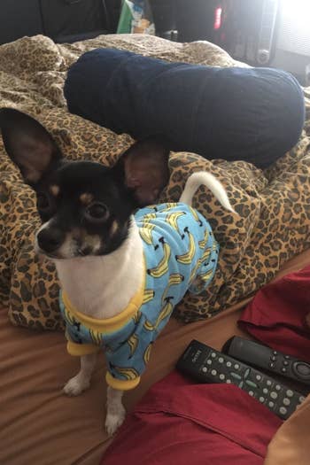 A Chihuahua mix in the blue and yellow banana print version