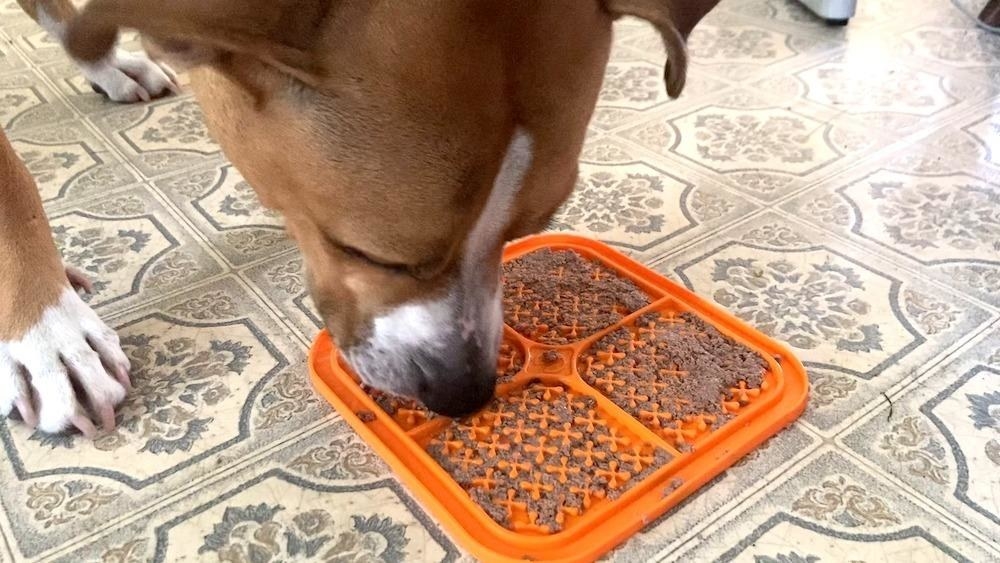 25 Pet Products That Ll Prevent The Mess In The First Place