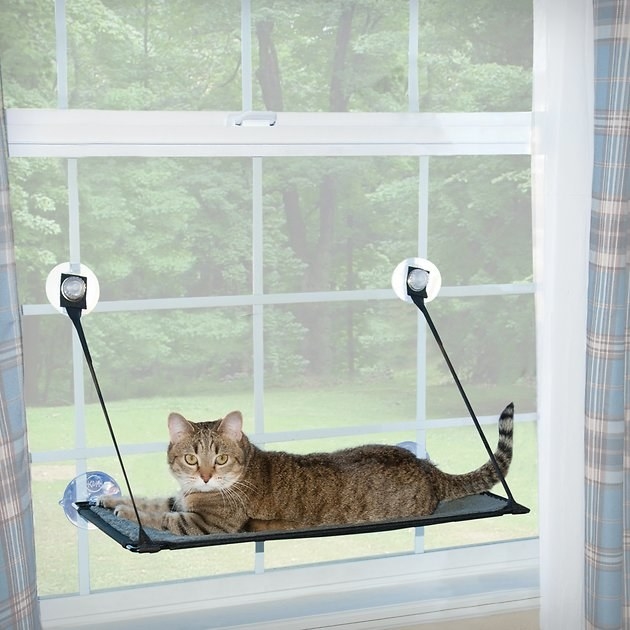 A cat lays on top of the K&H Pet Products EZ Mount Cat Window Perch that's mounted on a window