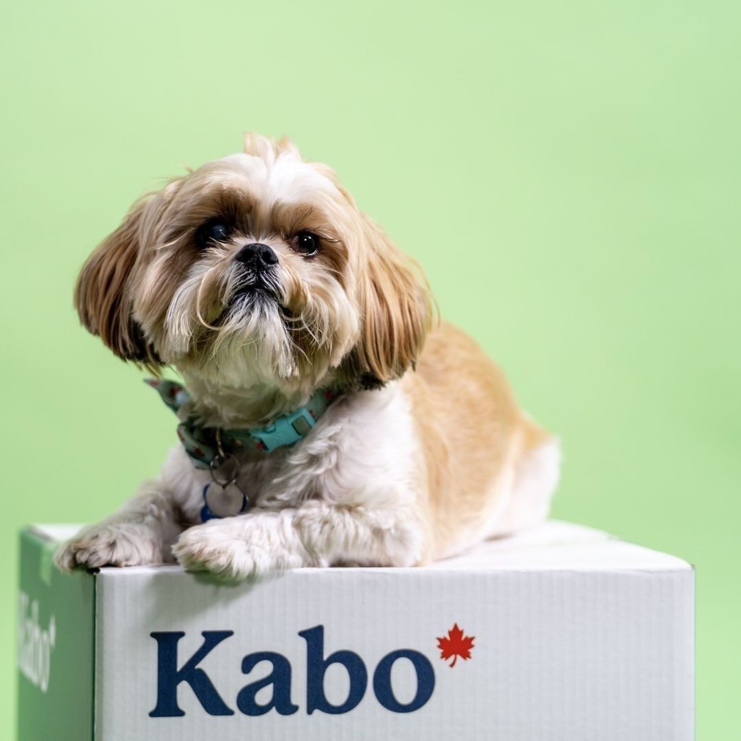 A cute dog sits on a box that says Kabo with a red maple leaf