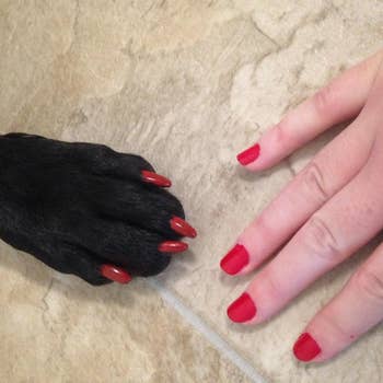 A dog paw and a human hand both rocking red nail polish