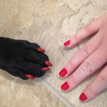 A dog paw and a human hand both rocking red nail polish