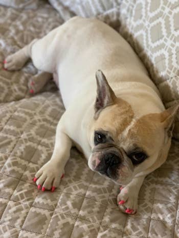 A Frenchie with a fabulous pink pedi